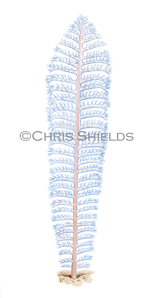 Illustration of Slender Sea Pen (Virgularia mirabilis) (#4615)