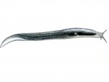 Illustration of Slug (Ash Black) Limax cinereoniger (#0616)