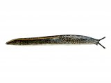 Illustration of Slug (Budapest) Tandonia budapestensis (#0612)