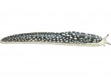 Illustration of Slug (Kerry) Geomalacus maculosus (#0598)