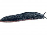 Illustration of Slug (Large Black) Arion ater) (#0601)