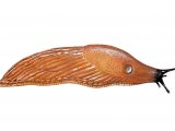 Illustration of Slug (Large Black-orange form) Arion ater  (#0602)