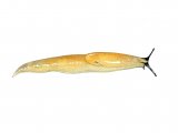 Illustration of Slug (Slender or Tender) Malacolimax tenellus (#0623)