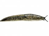 Illustration of Slug (Sowerby's) Tandonia sowerbyi (#0614)