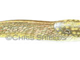 Illustration of Slug (Yellow) Limax flavus (#0620)