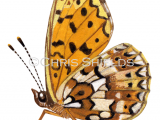 Illustration of Small Pearl- boardered Fritillary (Boloria selene) (#2348)