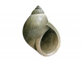 Illustration of Small Periwinkle (Melarhaphe neritoides) (#1914)