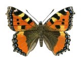 Illustration of Small Tortoiseshell (Aglais urticae) (#0329)