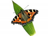 Illustration of Small Tortoiseshell (Aglais urticae) (#3387)