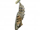 Illustration of Small Tortoiseshell Pupae (Aglais urticae) (#4172)
