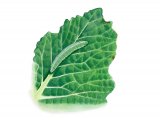 Illustration of Small White Caterpillar (Artogeia rapae) (#2504)