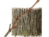 Illustration of Small Leaved Lime  bark & twig (Tilia cordata) (#2400)