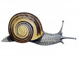 Illustration of Snail (Brown-lipped) Cepaea nemoralis (#1469)