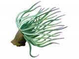 Illustration of Snakelocks Anemone (Anemonia viridis) (#1041)