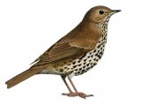 Illustration of Song Thrush (Turdus philomelos) (#1210)