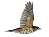 Illustration of Song Thrush (Turdus philomelos) (#1211)