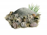 Illustration of Song Thrush Anvil (#4160)