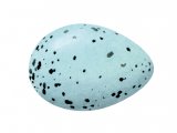 Illustration of Song Thrush egg (Turdus philomelos) (#3306)