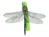 Illustration of Dragonfly (Southern Hawker) Aeshna cyanea (#1062)