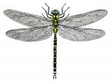 Illustration of Dragonfly (Southern Hawker) Aeshna cyanea (#1296)