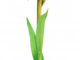 Illustration of Southern Marsh Orchid (Dactylorhiza praetermissa) (#3382)