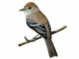 Illustration of Southwestern Willow Flycatcher (#3694)