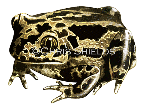 Illustration of Spadefoot Toad (Pelobates fuscus) (#0720)