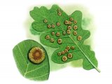 Illustration of Spangle Gall (Neuroterus quercusbaccarum) (#2771)