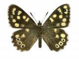 Illustration of Speckled Wood (Pararge aegeria) (#0331)