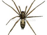 Illustration of Spider (Tegenana duellica) (#1586)