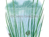 Illustration of Spider Web (Tetragnatha extensa) (#2916)