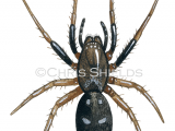 Illustration of Spider (phaeocedus braccatus) (#4707)