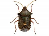 Illustration of Spiked Shieldbug (Picromerus bidens) (#2370)