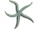 Illustration of Spiny Starfish (Marthasterias glacialis) (#1863)