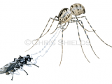 Illustration of Spitting Spider (Scytodes thoracica) (#1490)