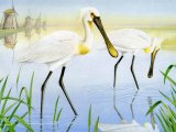 Illustration of Spoonbill (Platalea leucorodia) (#1815)