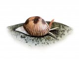 Illustration of Spotted Cowry (Trivia monacha) (#1848)