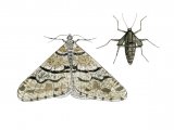 Illustration of Spring Usher (Agriopis leucophaearia) (#3413)