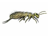 Illustration of Springtail (Isotomurus palustris) (#1715)