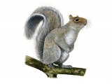 Illustration of Squirrel (Grey) Sciurus carolinensis  (#0582)
