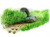 Illustration of Squirrel (Grey) Sciurus carolinensis (#2977)
