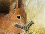 Illustration of Squirrel (Red) Sciurus vulgaris (#0579)