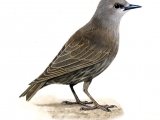 Illustration of Common Starling juvenile (Sturnus vulgaris) (#3656)