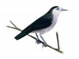 Illustration of White-faced Starling (Sturnus albofrontatus) (#0445)