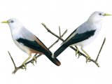 Illustration of White-headed Starling left - (Sturnia erythropygia eryropygia) right - (erythropygia andamanensis) (#1667)