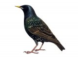 Illustration of Common Starling adult summer (Sturnus vulgaris) (#1182)