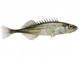 Illustration of Stickleback (Ten-spined) Pungitius pungitiu (#0188)