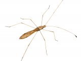 Illustration of Stilt Bug (Jalysus sp.) (#2058)