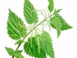 Illustration of Stinging Nettle (Urtica dioica) (#3684)