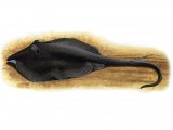 Illustration of Stingray (Dasyatis pastinaca) (#1058)